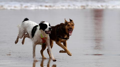 Varios perros corren por la playa de San Lorenzo de Gijón