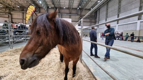 El caballo de raza gallega estuvo presente en Expolugo el pasado fin de semana