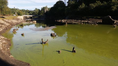 La cola del embalse del Umia, que está en alerta por cianobacterias y tiene una ocupación del 47 %