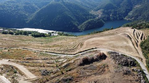 La plantación se levanta sobre varias aldeas de la ribera del Miño entre Atán y Marce