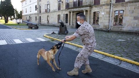 En la imagen, uno de los perros adiestrados del Cuartel de Dolores, en un ejercicio con el jefe de la unidad cinológica, Gonzalo Pita