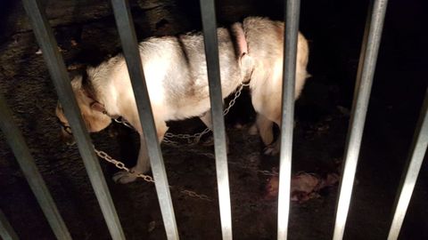 Cinturón con el que apareció el animal
