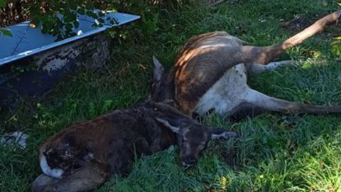 Una cierva y su cría muertas en Teverga