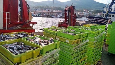 Descarga de jurel en Portosín