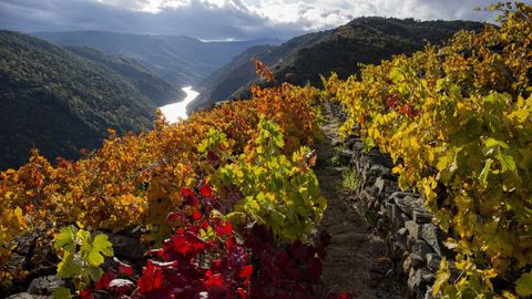 Las jornadas abiertas de la Ruta do Viño llegarán a la Ribeira Sacra este fin de semana.