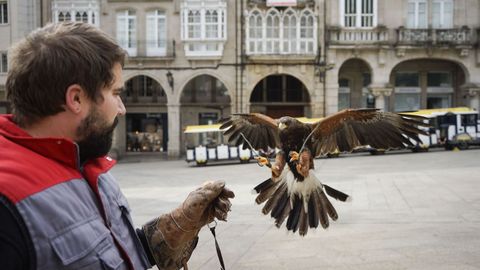 Pitu es el águila que cada quince días traen desde Vigo para hacer creer a las palomas que las plazas ourensanas son su zona de caza