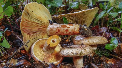 Pantón acogerá un taller de micología, con salidas al campo y degustación.