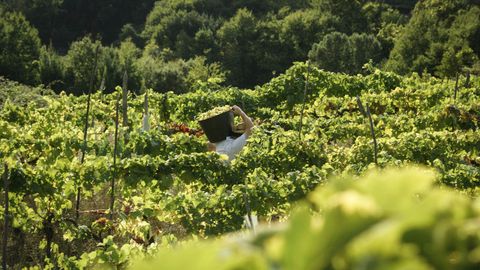 Vendimia en O Ribeiro