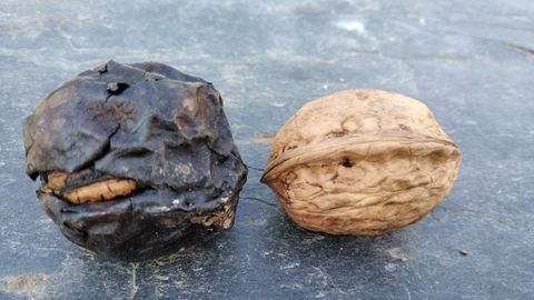 El insecto hace que la nuez se pudra, como se puede ver en la imagen, en San Sadurniño