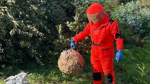 El GAEM se encontró en Corrubedo esta colmena de velutinas escondida entre unas zarzas a ras de suelo.