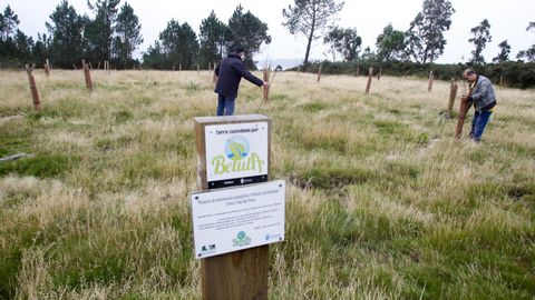 Plantación de bidueiros realizada por Betula nunha parcela de media hectárea dos montes de Marraxón, en Sillobre (Fene)
