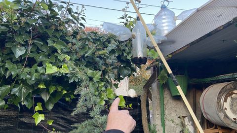 Remedio casero contra las velutinas en Castelo de Arriba, Lugo, a base de jerez