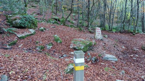 Hayedo de Busmayor. Uno de los lugares mágicos es la zona de la Piedra de los Poetas