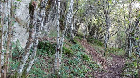 Hayedo de Busmayor. Paisaje otoñal