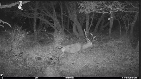 Un lobo intenta atacar a un ciervo adulto en solitario en un bosque de Asturias