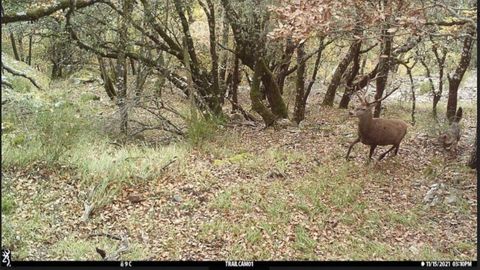 Un lobo intenta atacar a un ciervo adulto en solitario en un bosque de Asturias