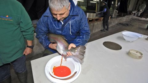 Momento de extracción de las huevas, que posteriormente se fecundan