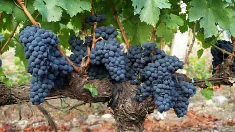 Variedad de uva mencía