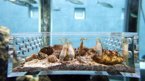 Acuario del Museo do Mar, en VIgo.