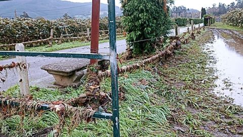 Plantaciones de kiwis en Pravia afectadas por las intensas lluvias