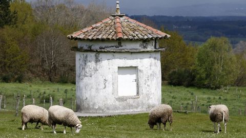 Una de las ponencias colectivas del foro abordará el negocio de las granjas de ovejas.