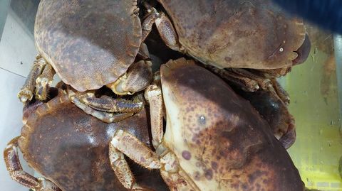 Bueyes, entre 12 y 20 euros el kilo en las plazas de la ría