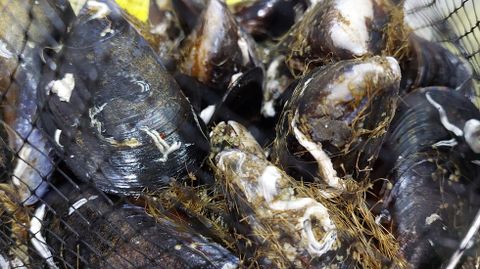 Mejillones, entre 2 y 3 euros el kilo en los mercados de la comarca