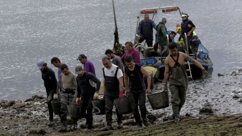 Mariscadores de la ría de O Burgo retirando mejillón salvaje.
