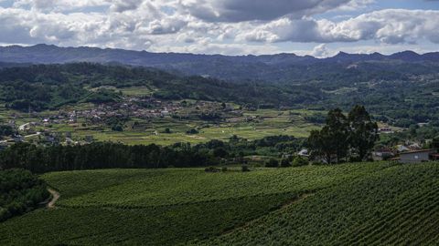 Los viñedos son la señal de identidad del paisaje de Ribadavia.Los viñedos son el elemento singular y característico de los paisajes de la comarca