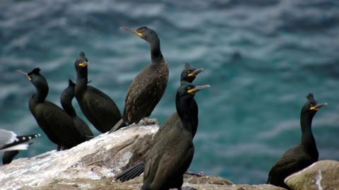 Cormoranes moñudos en el Parque Nacional Illas Atlánticas de Galicia