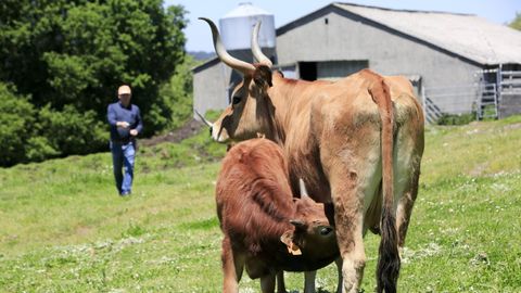 Explotación ganadera de vacas cachenas de producción ecológica en la localidad de Bacurín, en el municipio de Lugo