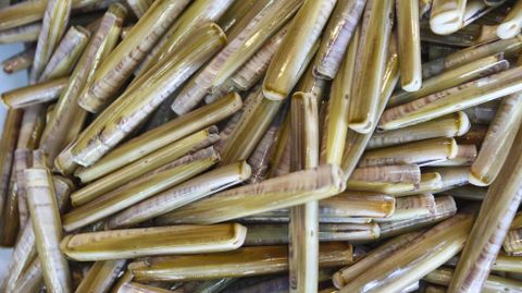 Navajas, un producto típico de las Rías Baixas
