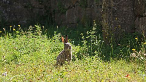 El conejo es una de las principales especies cinegéticas de la provincia