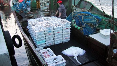 Una gran raya, de 14 kilos de peso, entre las capturas de un pesquero gallego (imagen de archivo)