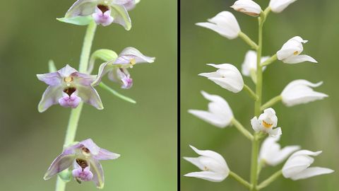 Epipactis helleborine (izquierda) y Cephalanthera longifolia, dos especies de orquídeas exclusivas de la microrreserva botánica de Hórreos, una de las cinco que se han creado en la sierra de O Courel
