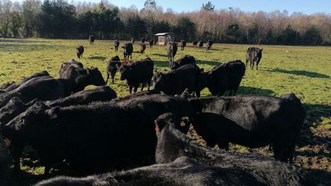 Vacas de la raza Aberdeen Angus, en la granja Portobello, en Grañas do Sor (Mañón)