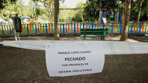 Los primeros avistamientos de velutinas en la Ribeira Sacra fueron en el 2016. En el 2019, un parque fue temporalmente cerrado en Monforte por la presencia de un nido de estos insectos