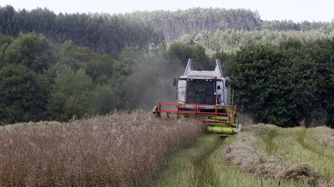 La colza es uno de los cultivos del listado para barbechos melíferos