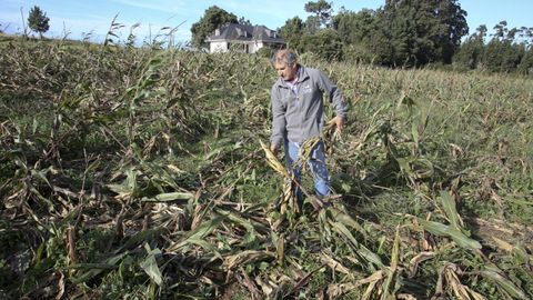 Destrozos causados por el jabalí en un maizal en el municipio de Valdoviño
