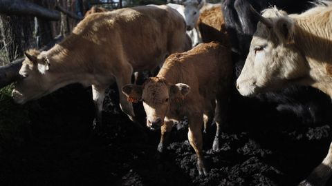 Trabaajos de saneamiento de ganado vacuno en la comarca del Deza