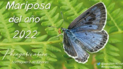 La «hormiguera de lunares», elegida Mariposa del año 2022