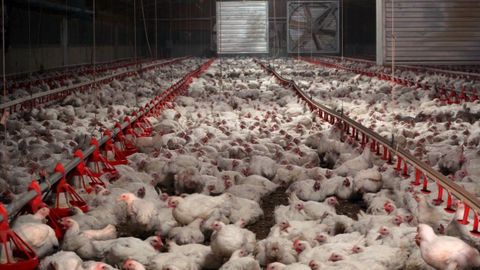 La proteína animal podrá usarse para alimentación de aves