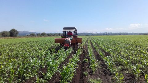 La rotación de cultivos ayuda a regenerar los suelos