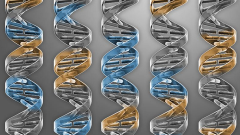 Representacin de cadenas de ADN