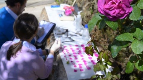 Pruebas con los pétalos de la rosa narcea