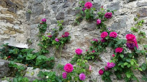 Un rosal de la rosa narcea