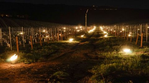 Experiencia con pequeñas estufas para proteger las vides de la helada en una viña de Ourense.