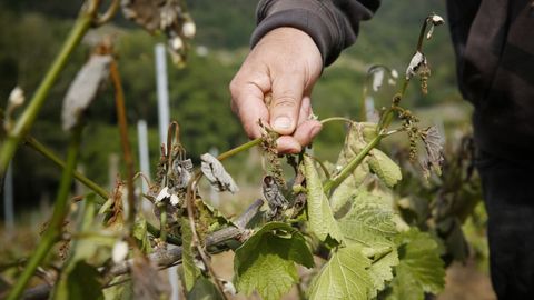 Brotes de vid calcinados como consecuencia de una helada primaveral