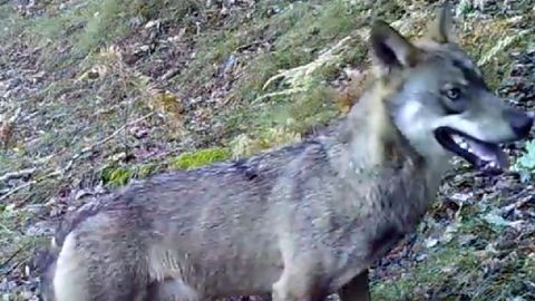 Un ejemplar de lobo ibérico en un bosque de la sierra de O Courel en una captura de un vídeo realizado con la técnica del fototrampeo por alumnos del colegio Poeta Uxío Novoneyra en el 2019