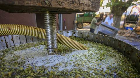 Prensado de uvas de godello para el vino que elabora en Chantada Primitivo Lareu